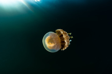 Jellyfish Lake Palau