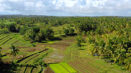 Fototapeta premium rice field in aerial view, Philippines