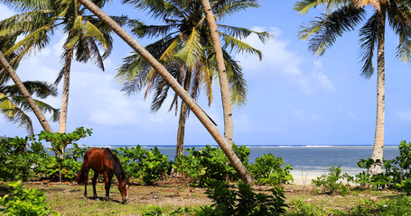 horse on the beach, philippines - 242302768