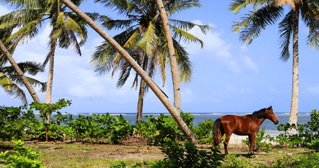 horse on the beach, philippines - 242302781