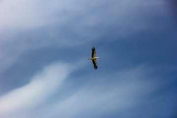 natural white stork (ciconia ciconia) in flight, spread wings, blue sky with clouds