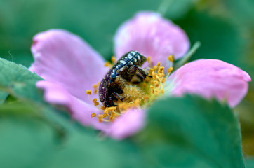 insect in flower
