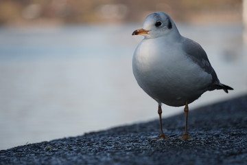 wartende Möwe