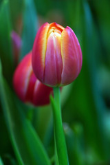 Tulip flower with green leaf background in tulip field