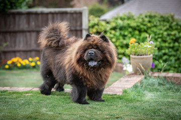 Fototapeta premium Black Chow Dog