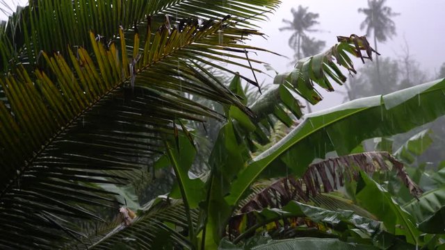 Tropical rain drops falling on the large green palm leaves in island Koh Phangan, Thailand