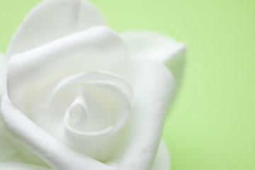 white rose on green background
