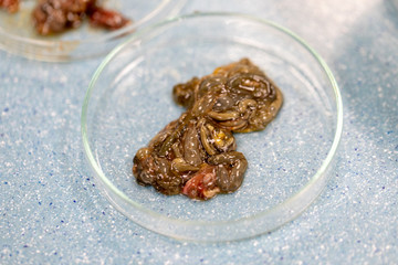 Finding parasites in samples animals for education in laboratory. 