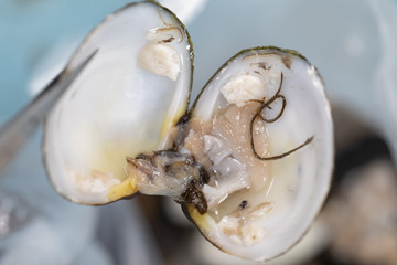 Finding parasites in samples animals for education in laboratory. 
