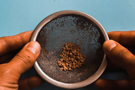 Tomato Seeds In A Sieve