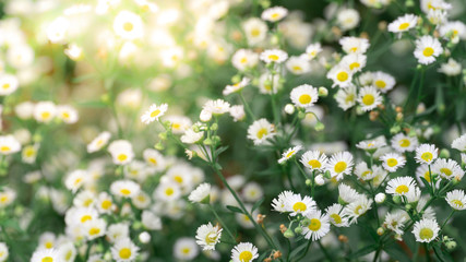 Beautiful white cutter flower in the garden. Nature background