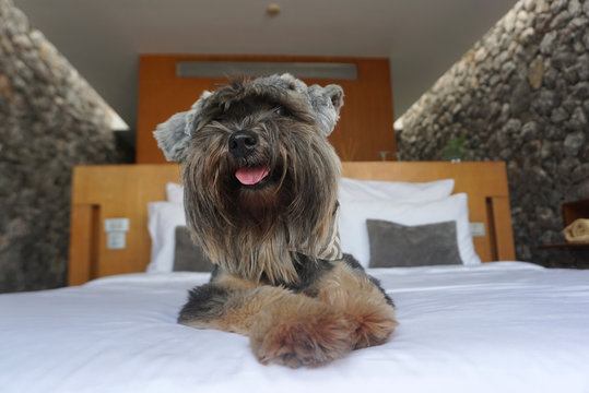 Black small mixed breed dog smiling and lying down happily on the white bed sheet