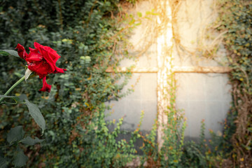 Red rose flower near abandoned wall and window with climbing plant, green ivy or vine plant covering. Natural pattern on the building. Retro style background.