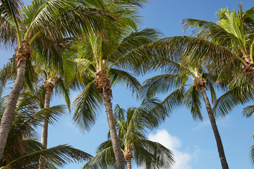 Fototapeta na wymiar Low Angle View Of Palm Trees Against Blue Sky In Spain