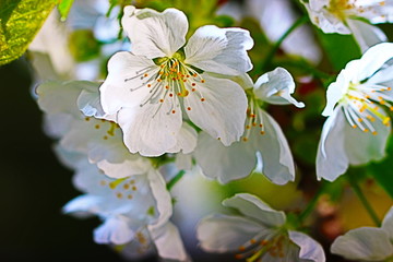 fleur de cerisier