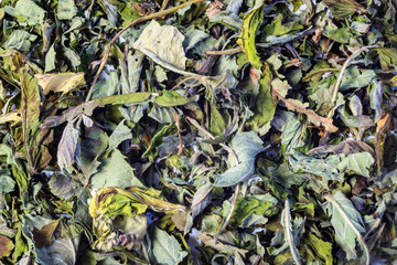 Background of dry green unpressed tea with flavors