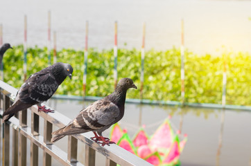 Homing pigeon birds standing in green park. Pigeon near the lake.