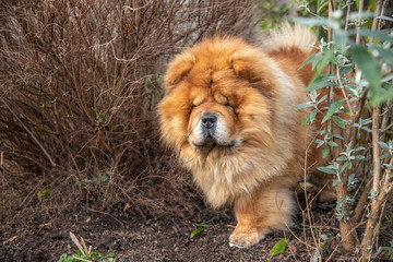 Fototapeta na wymiar Red Chow dog