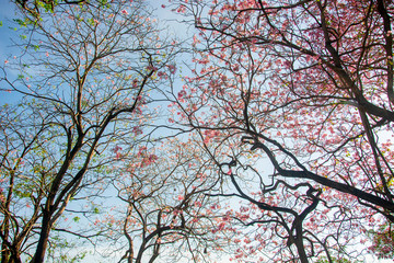 Pink Trumpet at the park.