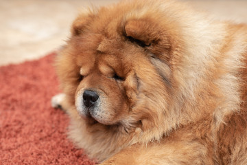 Fototapeta premium Red Cow dog