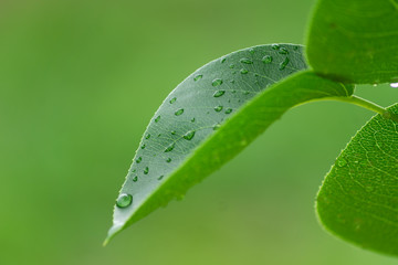 green cherry leaf with drops of water. foliage background