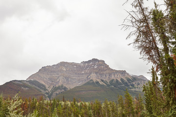 Fototapeta premium Forest Tree Line With Mountains Behind In Alaska
