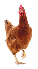 Brown hen isolated.