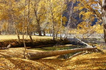 Fototapeta premium Jesień brzozowy las w górach Ałtaju.