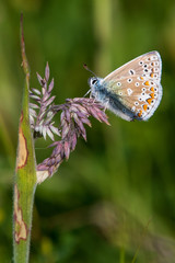 common blue butterfly