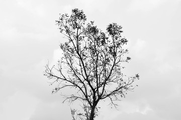 alone big tree - monochrome