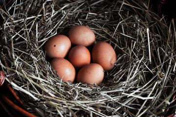 chicken eggs close-up. Natural ecological eggs of brown color in the cart with hay. Easter concept.