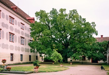 Fototapeta na wymiar big tree in old castle