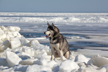 Dog breed Siberian Husky standing on ice hummocks on a background of blue sky