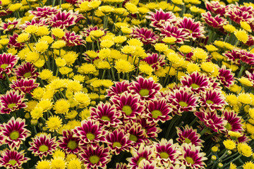 Obraz premium Chrysanthemum