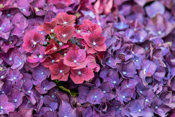 Hydrangea deep purple