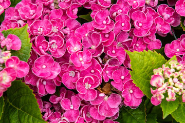 Fototapeta premium Hydrangea curly wurly pink