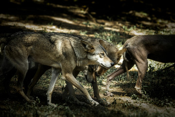 wolves in zoo