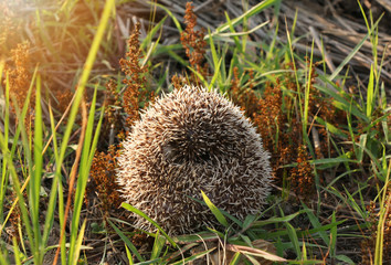 Hedgehog curled up into a ball because of fear