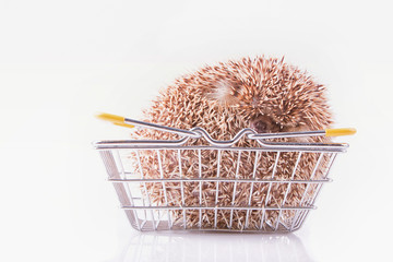 Four-toed Hedgehog, Atelerix albiventris, balled up in blangket for shopping in front of white background