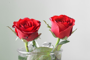 Rose is in vase.Petal is red color and blooming.It spell love and romance. 