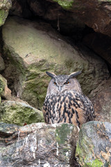 Fototapeta premium Puchacz przed jaskinią skalną
