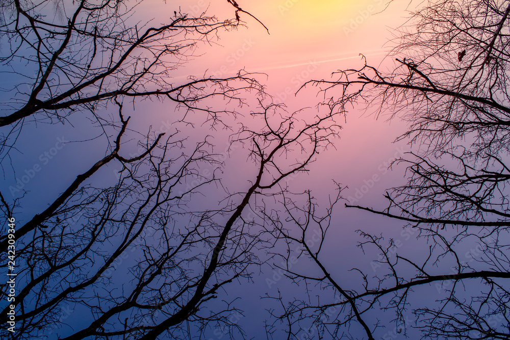 Wall mural night mysterious landscape in cold tones - silhouettes of the bare tree branches against dramatic cl