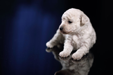 toy-poodle dog puppy 
