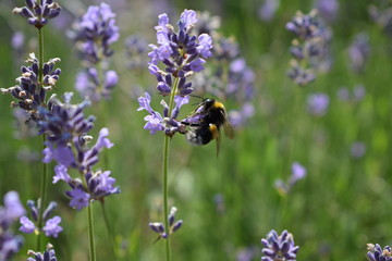 a bumblebee among lavender flowers © ms16_photo