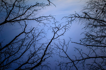 Night mysterious landscape in cold tones - silhouettes of the bare tree branches against dramatic cloudy sky