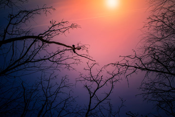 Night mysterious landscape in cold tones - silhouettes of the bare tree branches against dramatic cloudy sky