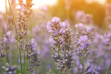 beautiful lavender flower during golden hour