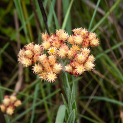 Wild flowers in Kwazulu Natal grasslands, South Africa.