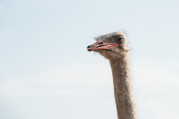 Curious ostrich head