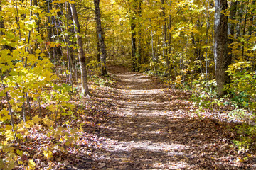 Autumn Forest Landscape. Autumn colors blaze along the North Country Trail in a northern Michigan forest.